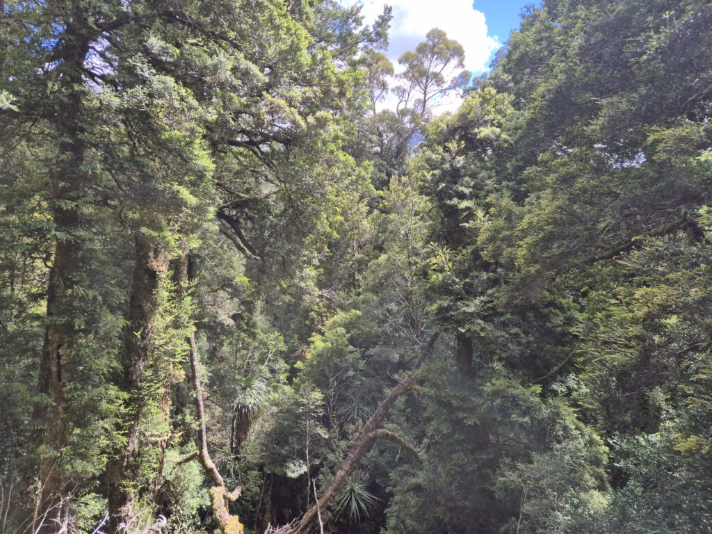 Forest below Mt Manfred's 'shelves'
