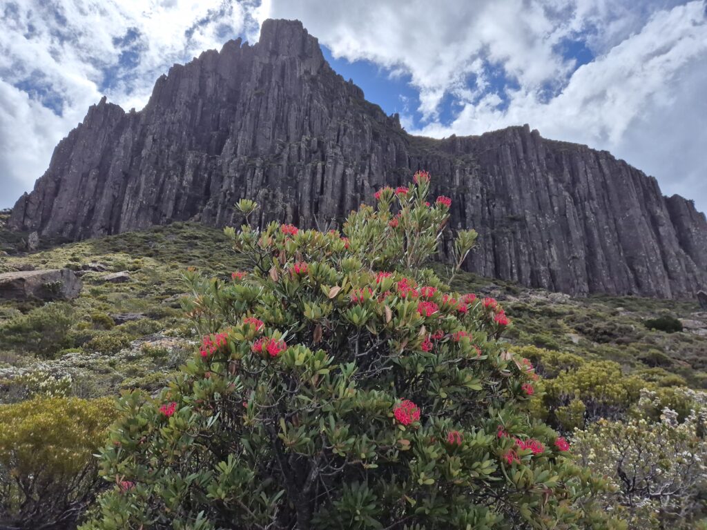Mount Manfred, Waratah flowers