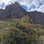 Mount Manfred, Waratah flowers