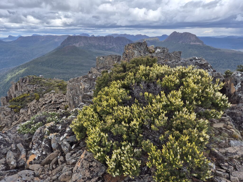 Yellow flowers on top of Mt Manfred