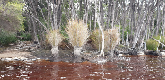 Grass clumps in New River Lagoon