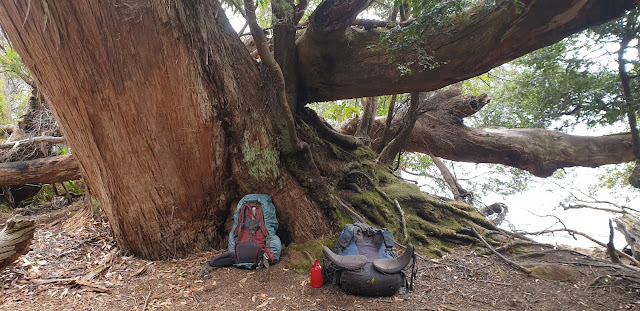 Packs under big tree
