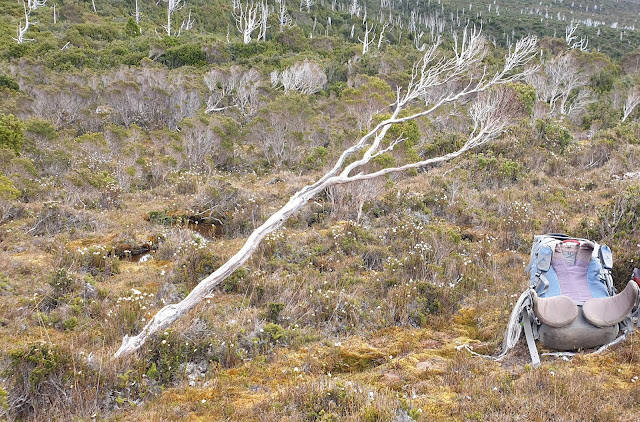 Leaning Tea Tree Saddle