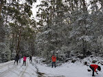 Mount Field Snow