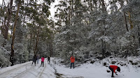 Mount Field Snow