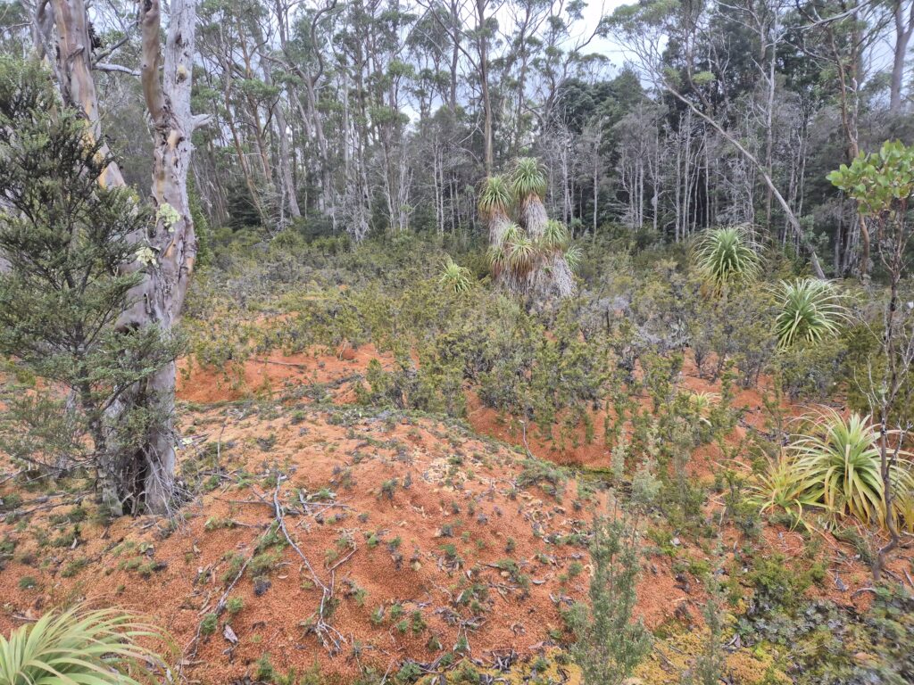 Sphagnum moss and pandanis
