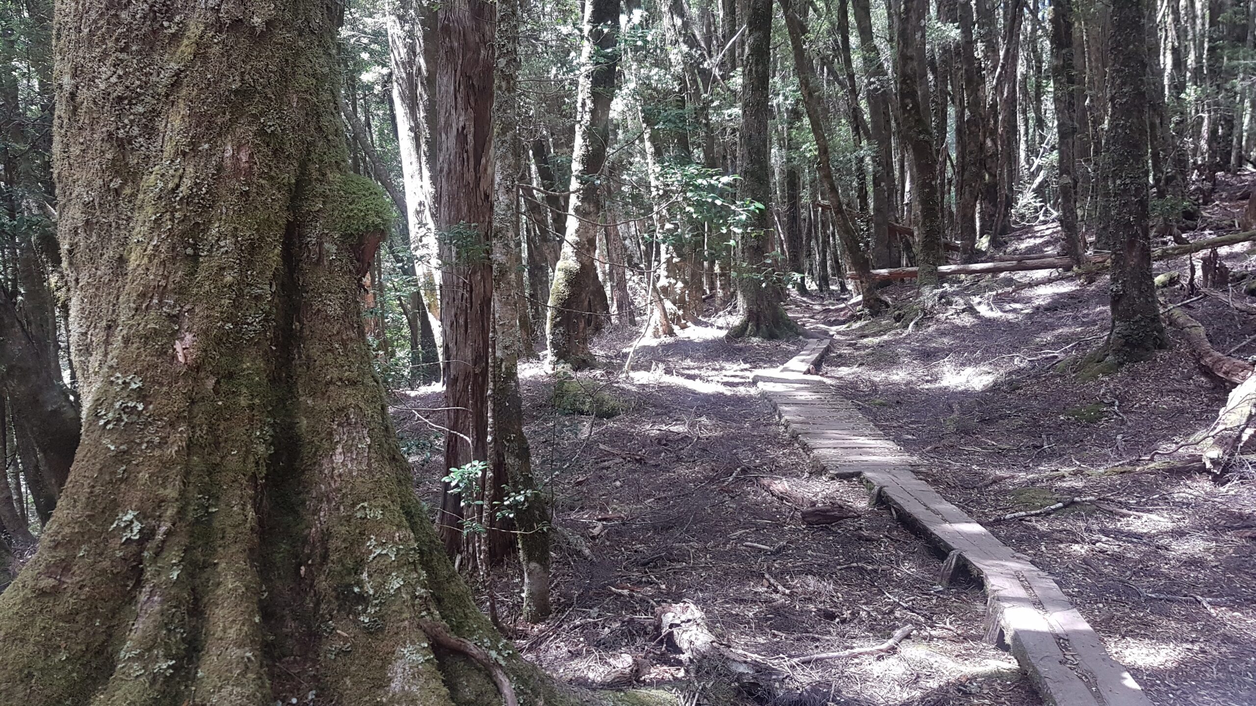 Myrtle rainforest after Du Cane Hut