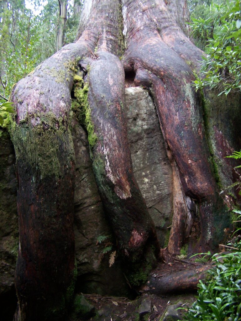 Octopus Tree