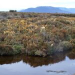 Tarn on Mount Maurice
