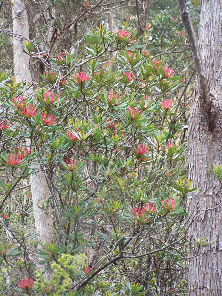 Waratah