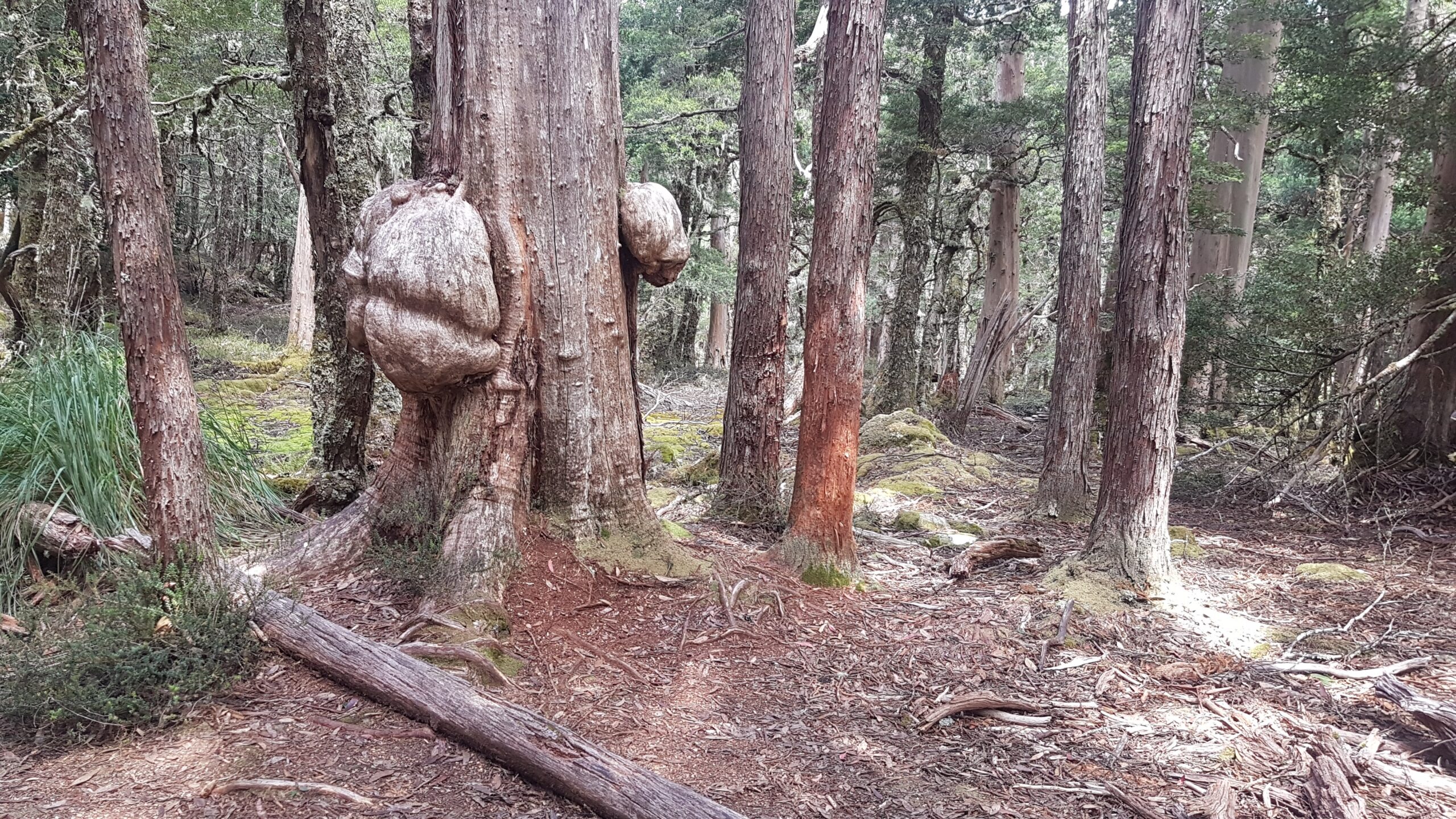 Wombat Tree below Du Cane Gap