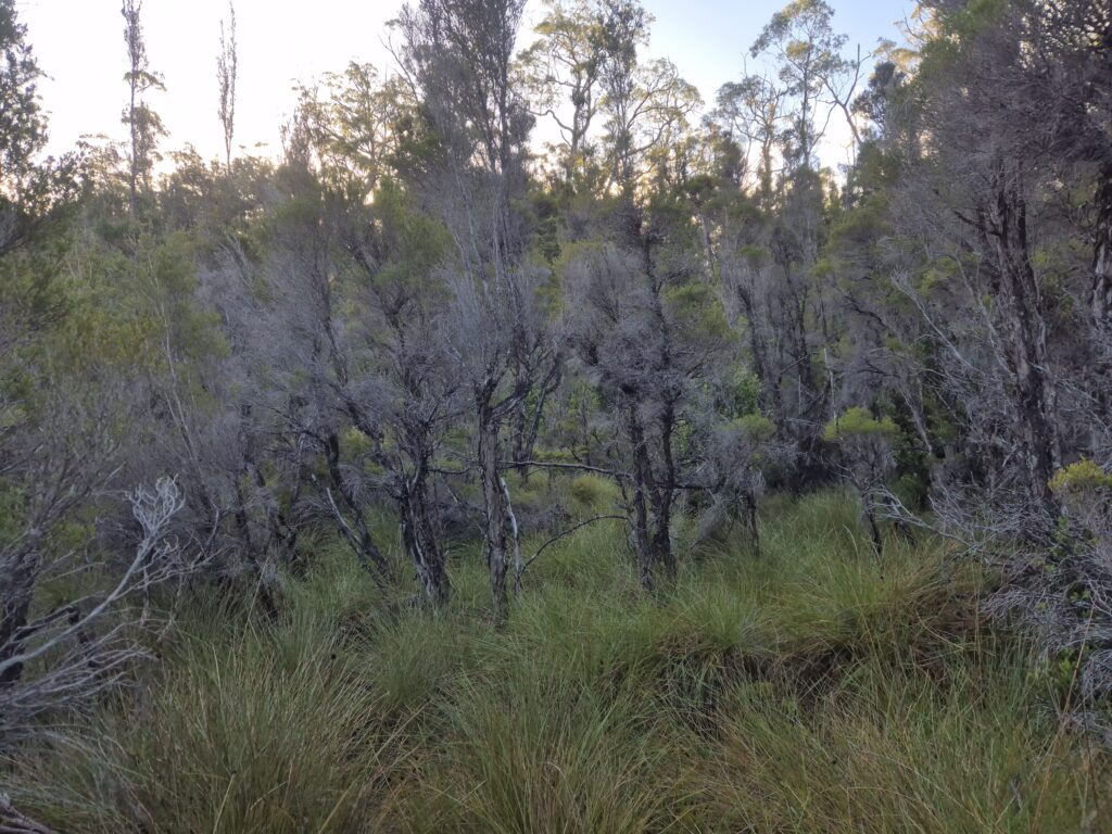 Button Grass