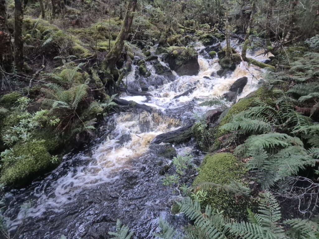 Mossy stream with cascade