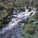 Mossy stream with cascade