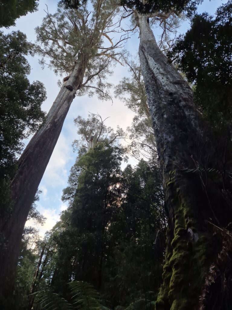 Tall Trees